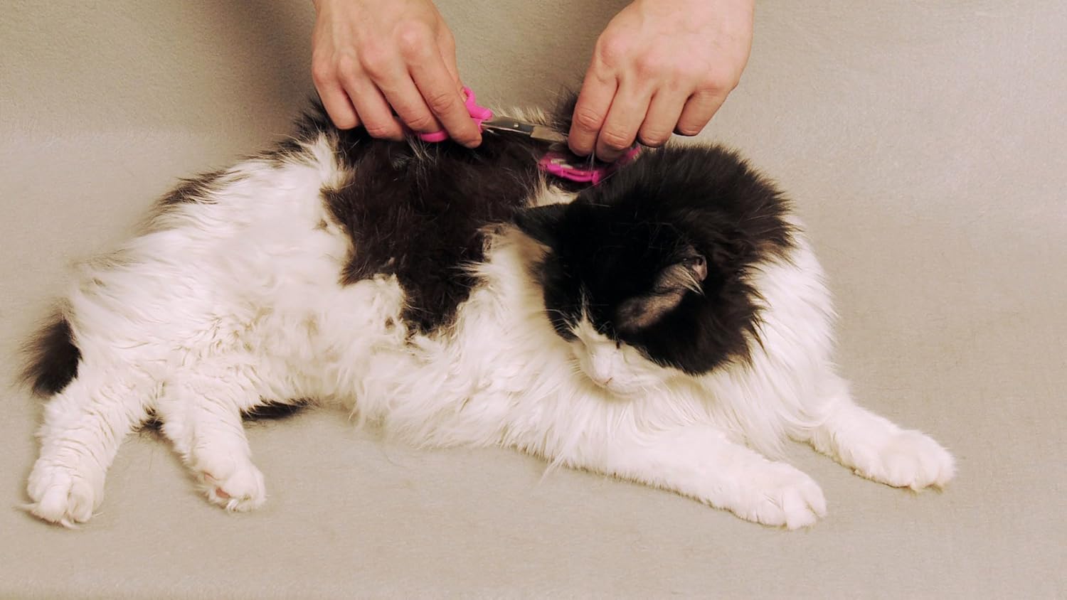 Scaredy Cut Silent Pet Grooming Kit For Cats & Dogs - Quiet Alternative to Electric Clippers For Sensitive Pets - Right-Handed, Pink : Pet Health Care Supplies : Pet Supplies