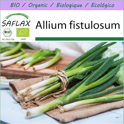 SAFLAX - Ecológico - Cebolla tierna - Ishikura japonés - 150 ...