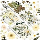 Dried Flowers, Resiners 100Pcs Pressed Flowers for