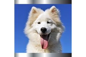 Sonneries pour chiens