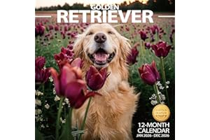 OKAMZIK 2026 Wall Calendar Golden Retriever Planner Calendar, Hangable Monthly Wall Calendar with Large Blocks for Organizing & Planning, Academic Schedule, Home, Office & family, Thick & Sturdy Paper (12"x24" Open)