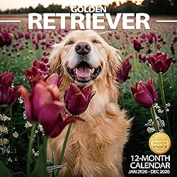 2026 Wall Calendar Golden Retriever Planner