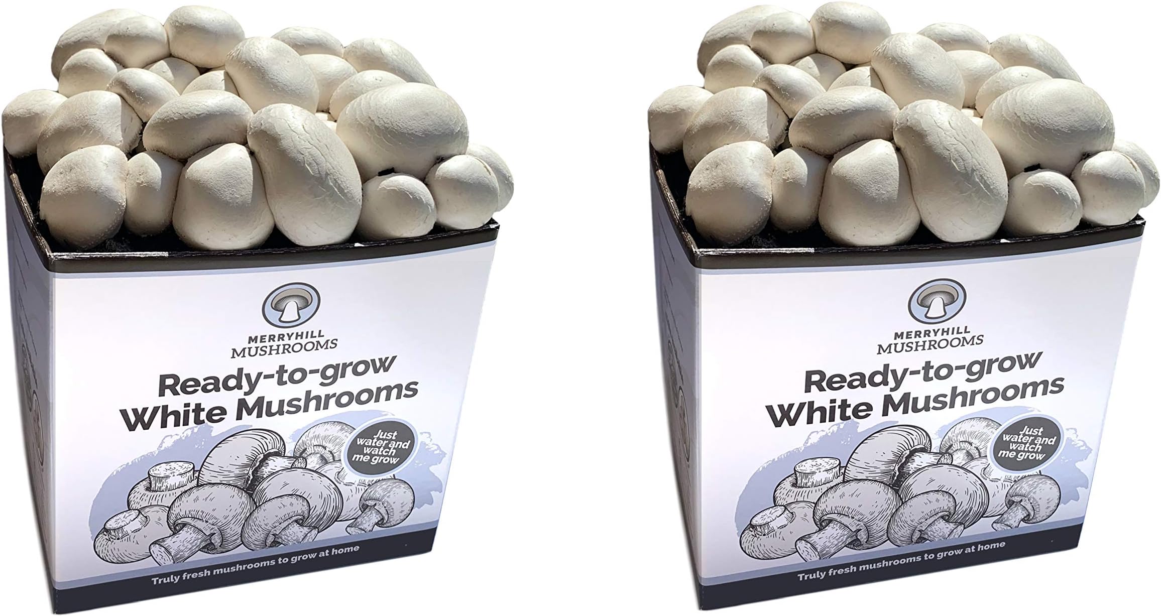 Merryhill Mushrooms - Ready Growing Grow Your Own Fresh White Mushroom kit (Twin White)