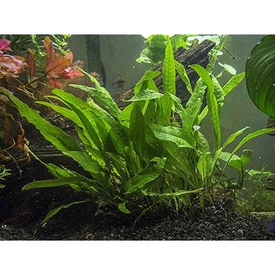 Aquatic Arts Java Fern
