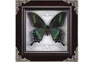 WTUAWB Real Butterfly Framed Handmade, Taxidermy Butterfly Shadow Box Collection, Framed Butterfly Taxidermy for Gothic Home Decor (A_Green-Banded Queen Butterfly)