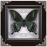 Real Butterfly Framed Handmade, Taxidermy Butterfly