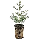 Giant Sequoia | XL Tree Seedling | The Jonsteen Company