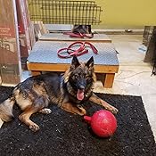 vertex canine essentials