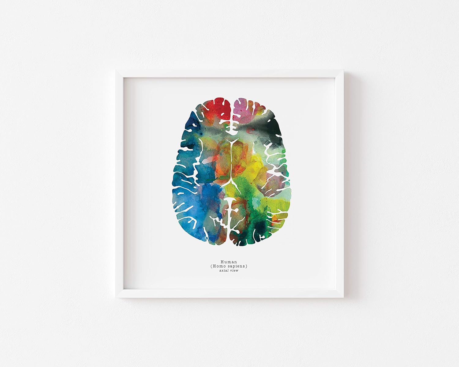 Amazon Com Axial Human Brain Art 12 X 12 Watercolor Print Colorful Neurology Neuroscience Psychology Gifts Signed Wall Decor By J Sayuri 12 X 12 Posters Prints