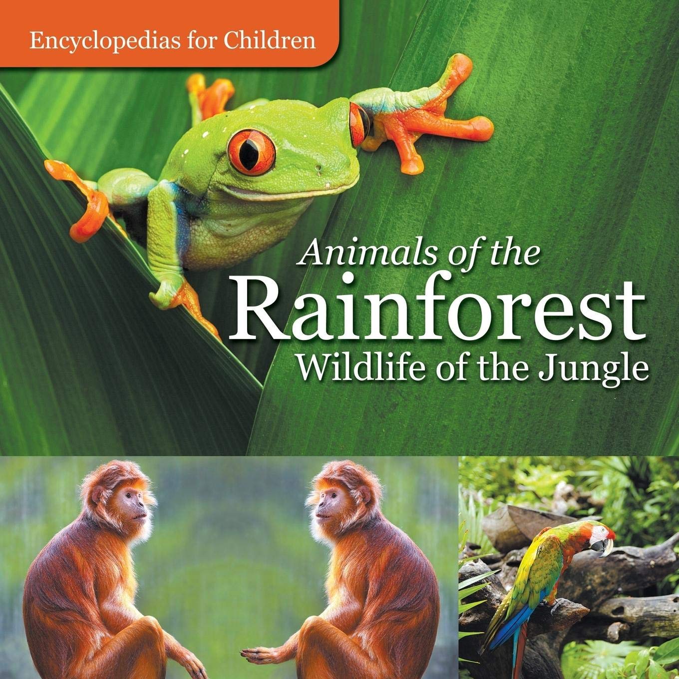 48 Fantastic Rainforest Books for Kids Teaching Expertise
