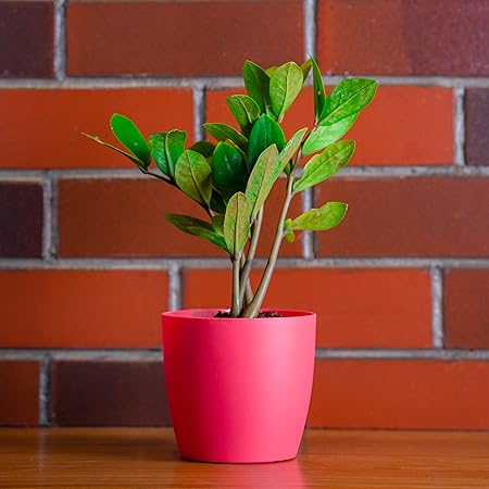 GARBNOIRE Gardening Flower Pots - 5 Inch Plastic Flower Pots | Modern Decorative Indoor Outdoor Planters/Pots - Pack of (3, Pastel Pink)