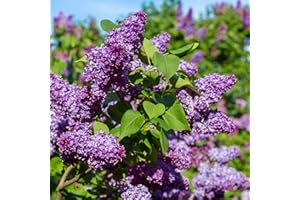 CHUXAY GARDEN Dark Purple Lilac Seed 50 Seeds Bloomerang Lilacs Deciduous Tree Adding a Decorative Appeal Excellent Addition to Garden