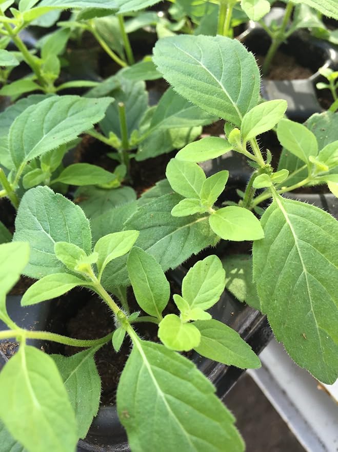 Banana Mint Plug Plants, 6 Plants per Pack Amazon.co.uk Garden & Outdoors