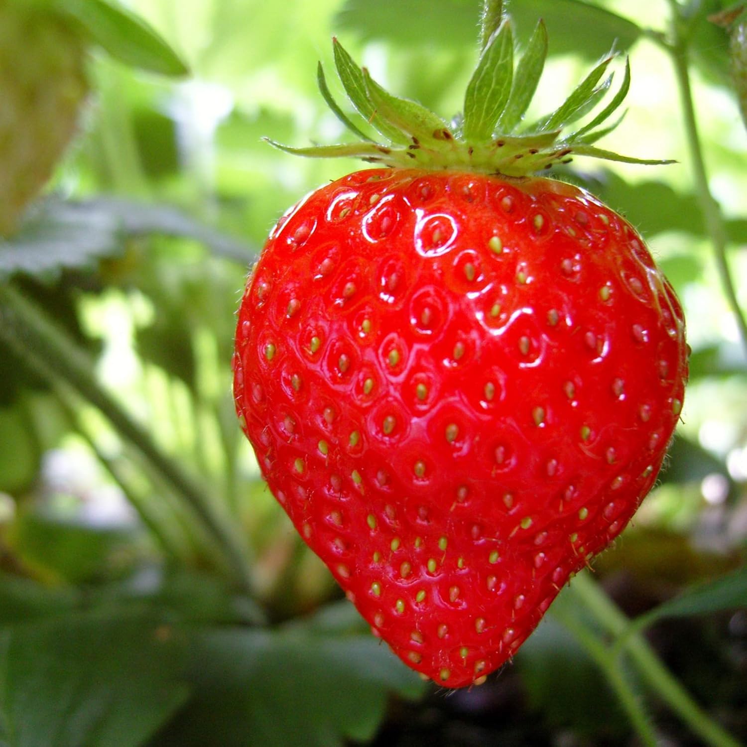 220 Pcs Strawberry Seeds/NonGMO 4 Season Home/Garden/Farm/Indoor