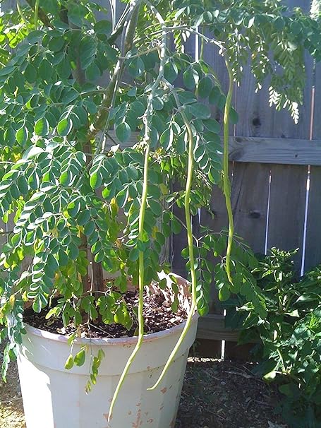 Golden Hills Farm Dwarf Hybrid Drumstick Moringa Oleifera Short Dwarf Variety Vegetable Seeds 50 seeds