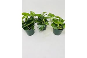 TIPTOP HOME Heart Leaf 'Philodendron cordatum'- (Pack of 3) 4" pots