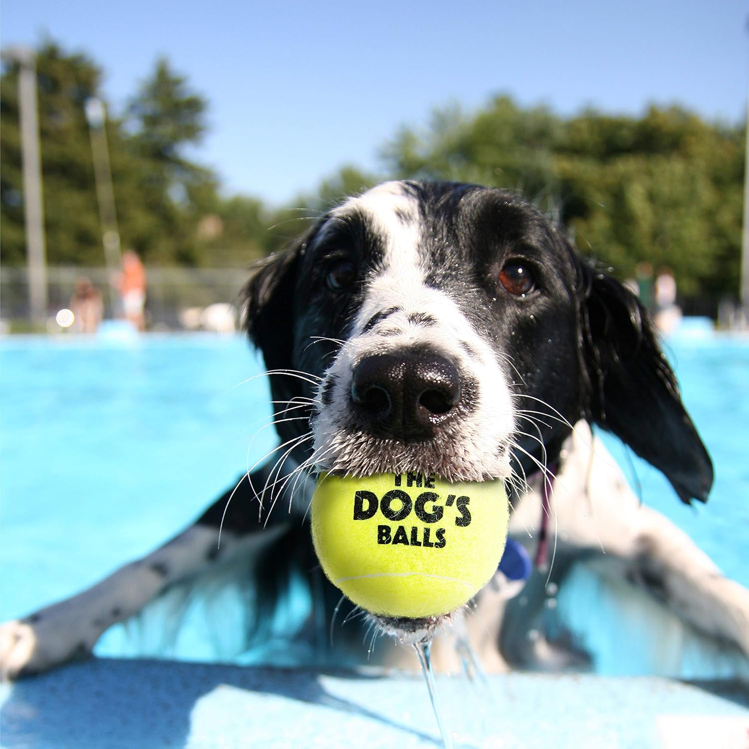 amazon dog tennis balls