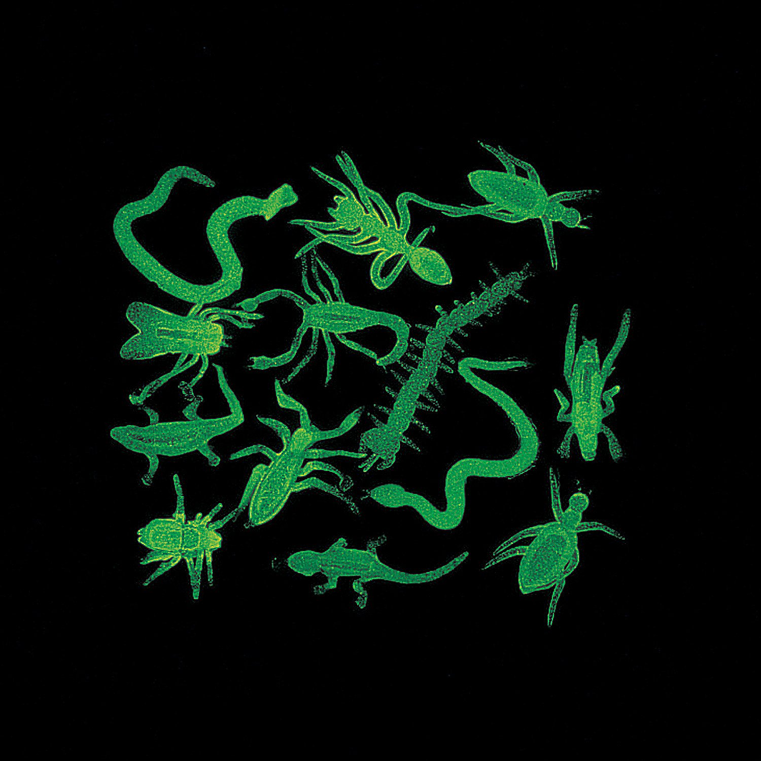 Fun Express Glow in The Dark Bug Assortment - Bulk Parties Decorations Educational Activities Craft Projects & More - Ideal for Fun Celebrations Halloween Classroom Use - Assorted Colors - 144 Pieces