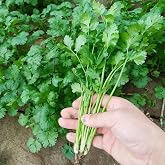 ZEshops 1000 Cilantro Seeds for Planting &ndash; Heirloom Coriander Herb &ndash; for Garden Beds, Pots, and Kitchen Herb Gardens