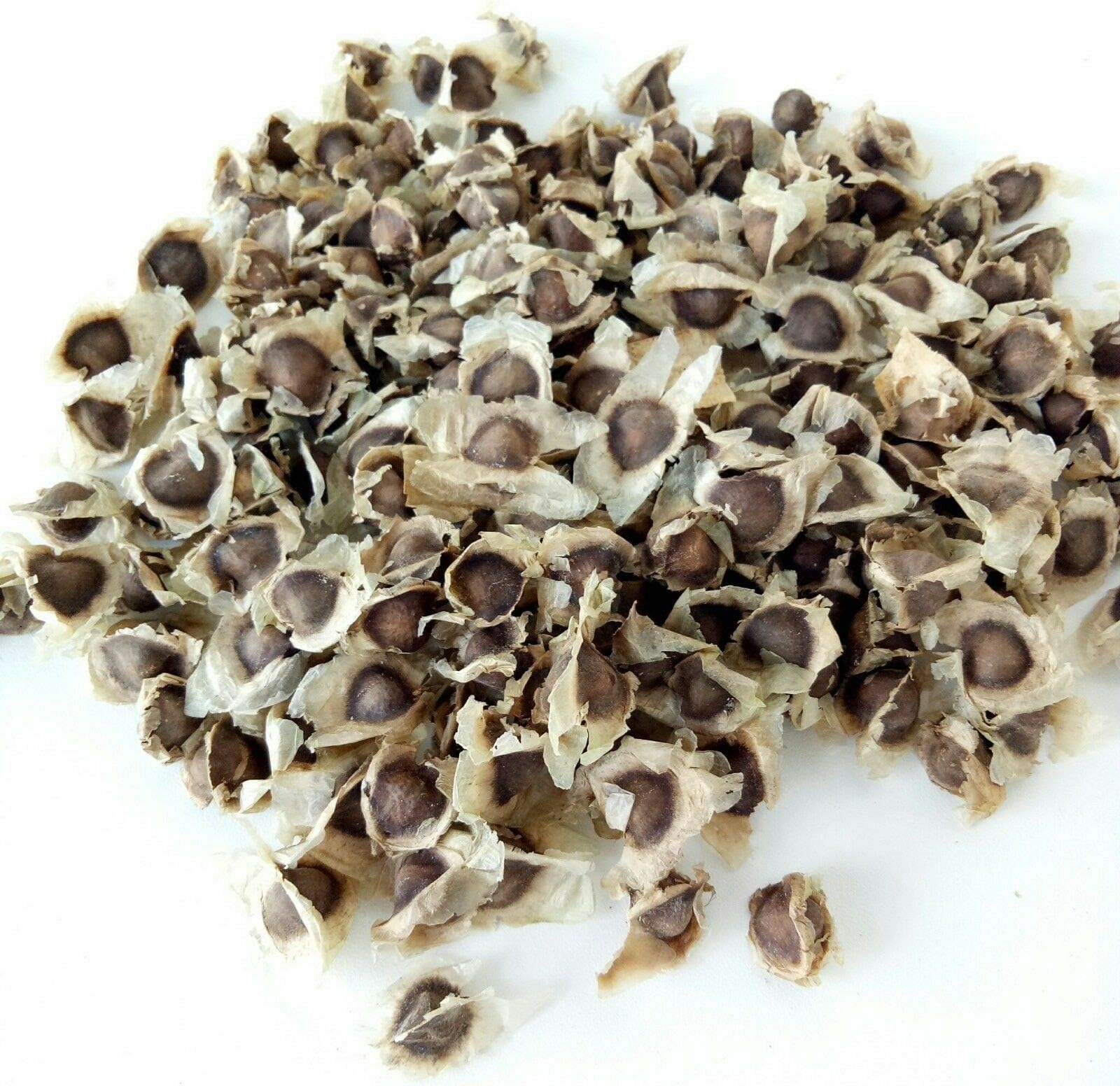 HATCHMATIC 5 BULBS : CROCUS ~SAFFRON CROCUS~ FLOWER BULBS FALL BLOOMING NOW FOR FLOWERS