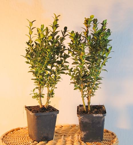 Buxus Figura palomas Juego completo incluye 2 Boj Former Plantas ...