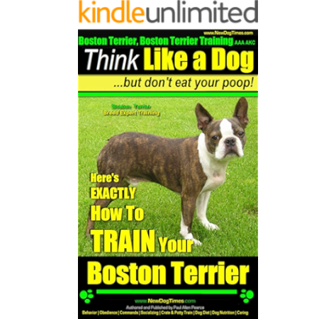 boston terrier eating poop