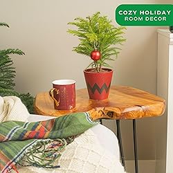 Costa Farms Live Christmas Tree, Small Norfolk Pine
