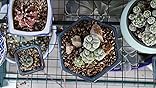 Educational Insights Serra Per Aula Greenthumb: 2 Ripiani, Copertura In Vinile, Facile Da Montare
