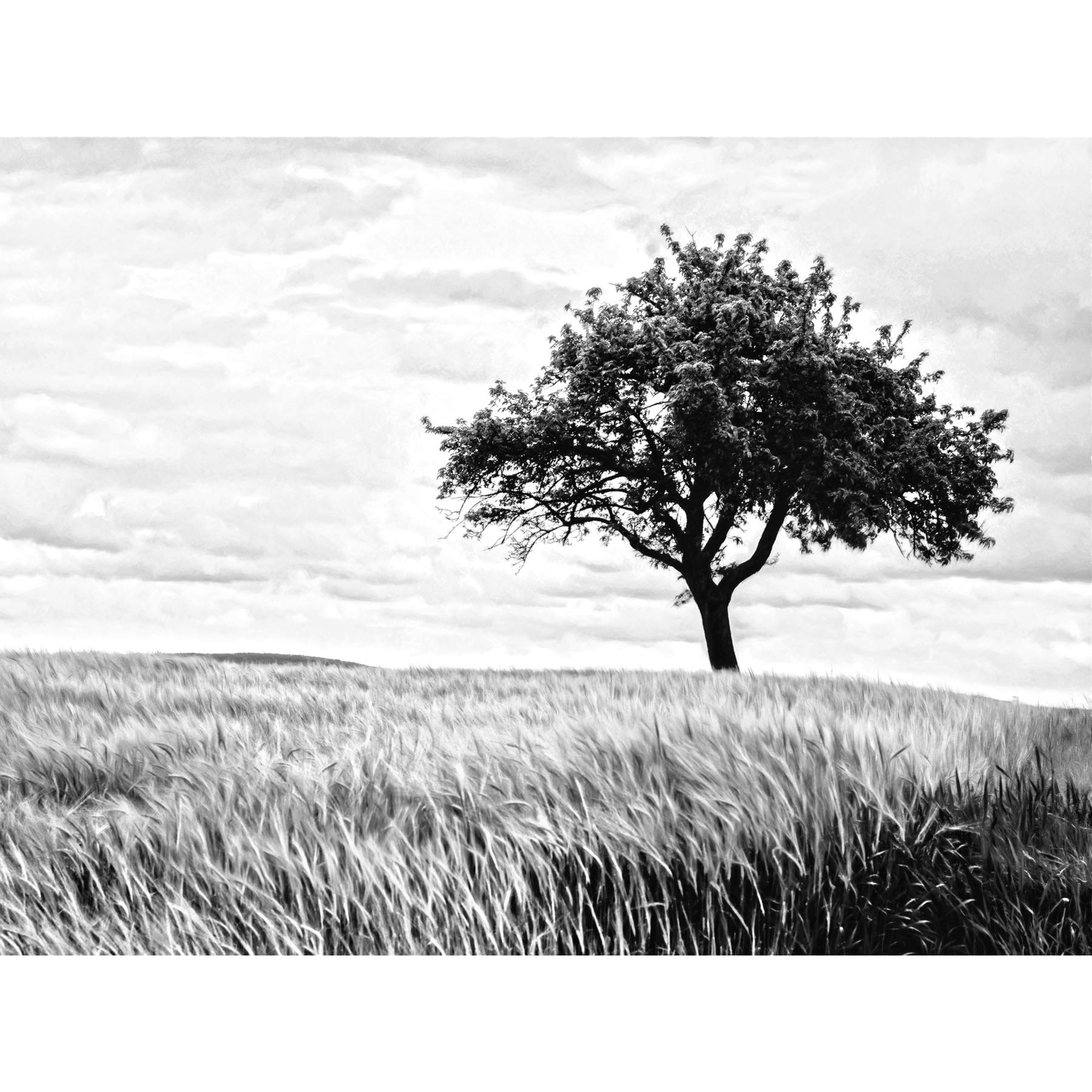 Lone Tree Wheat Field Black White Large Canvas Wall Art Print