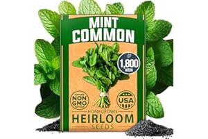 HOME GROWN Non GMO Common Mint Seeds (Bulk Pack) 1,800 Heirloom Herb Seeds, USA Sourced | Ideal for Planting Outdoors or Indoors for a Fresh Mint Tea Garden (Mentha spp)