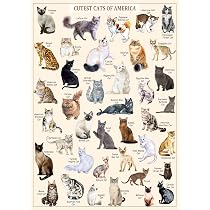 Amazon.com: Cat Puzzles for Adults 1000 Pieces and Up,Vintage ...