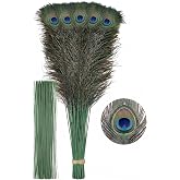 Lamar Natural Peacock Feathers, 30 Pack, 16-18 Inch with Wire Extenders | 30 natural 16-18 inch peacock tail feathers with 30 flexible 16 inch green wire extenders for vases, weddings and crafts.