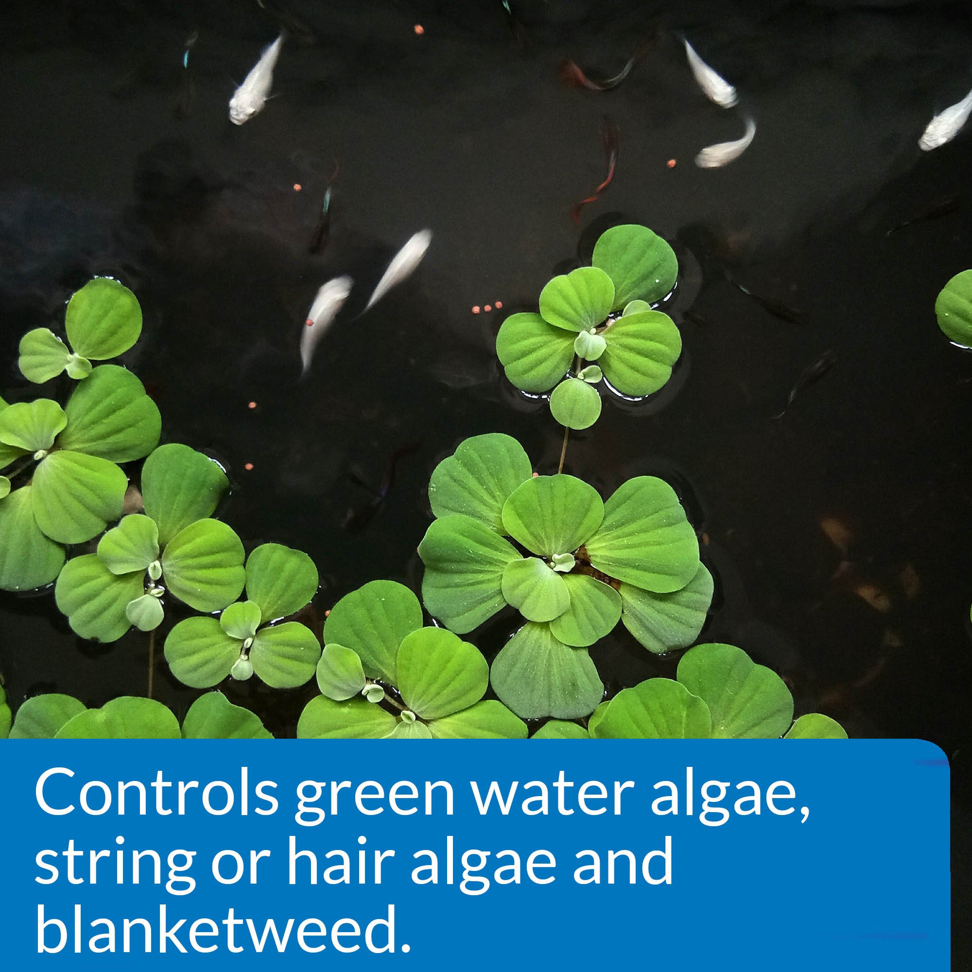 API POND ALGAEFIX Algae Control Solution 2.5Gallon Bottle eBay