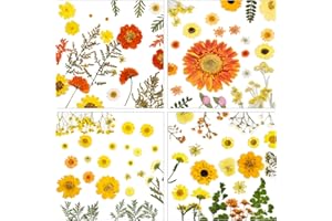 BEEBEAR-DHT 100 Pcs Dried Pressed Flowers for Crafts Real Summer Yellow Natural Dry Floral for Epoxy Resin DIY Jewelry Scrapbooking Candle Pressed Flowers Frame Making