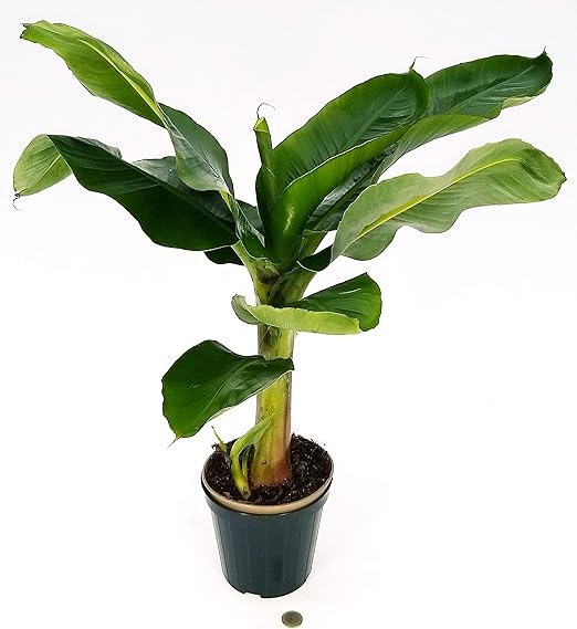 Banano Xxl Pianta Del Banano Pianta Vera Amazon It Giardino E Giardinaggio