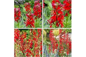 Red Cardinal Flower Lobelia Cardinalis Seeds, 210+ Count, Non-GMO Heirloom, for Planting Garden Outdoor