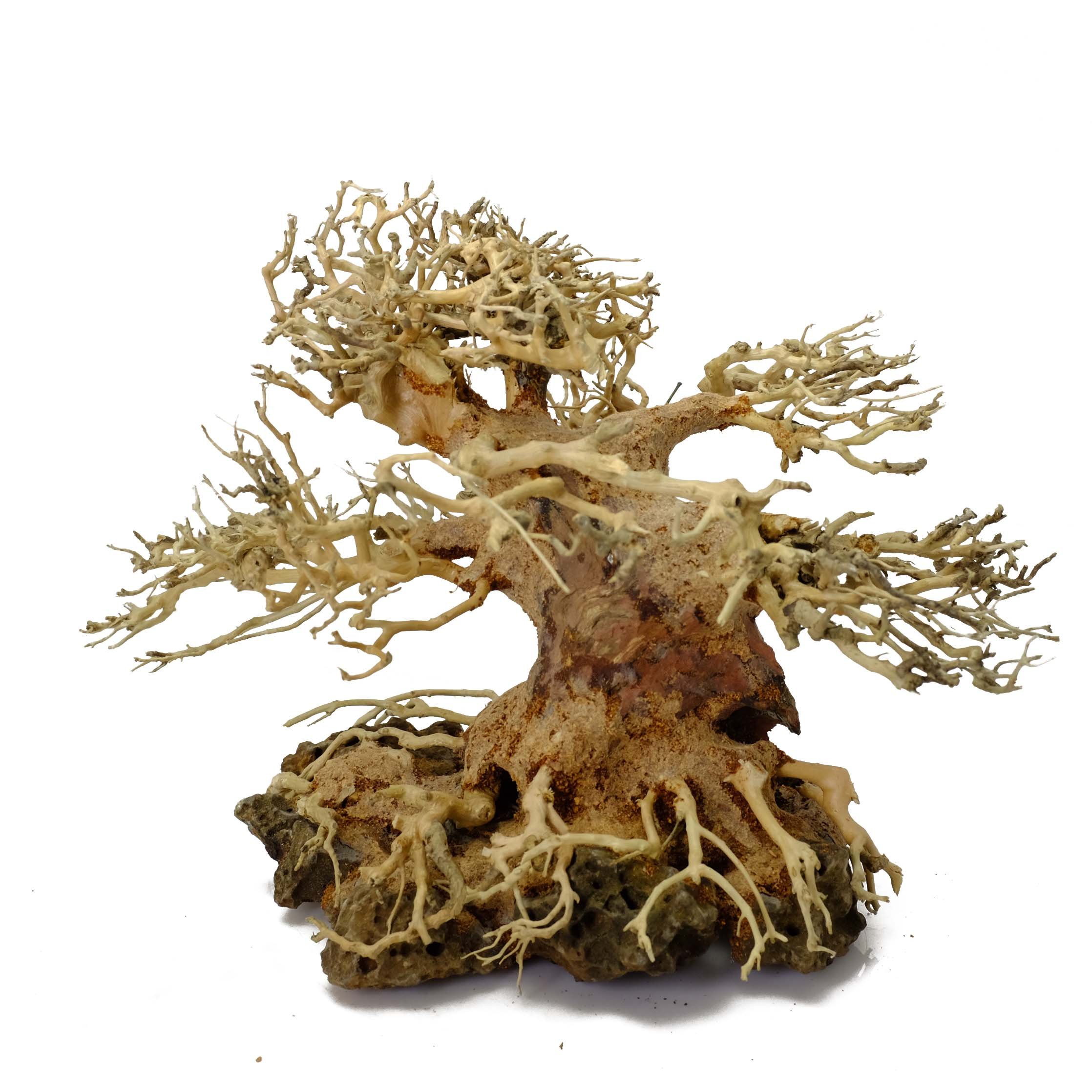 Bonsai Driftwood Aquarium Tree ALS On Rock (6 Inch Height Right Side