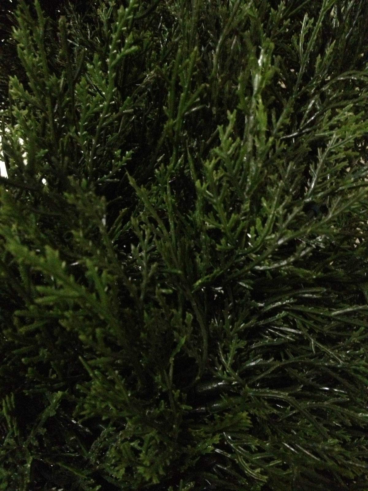 One 6 Foot Outdoor Artificial Cedar Topiary Tree Potted UV Rated Plant