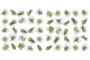 ragnaroc Air Plants Bulk - Tillandsia Ionantha Wholesale Pack, Regular 1-3" - 50ct - Live Arrival Guaranteed - House Plants for Home Decor & Gift