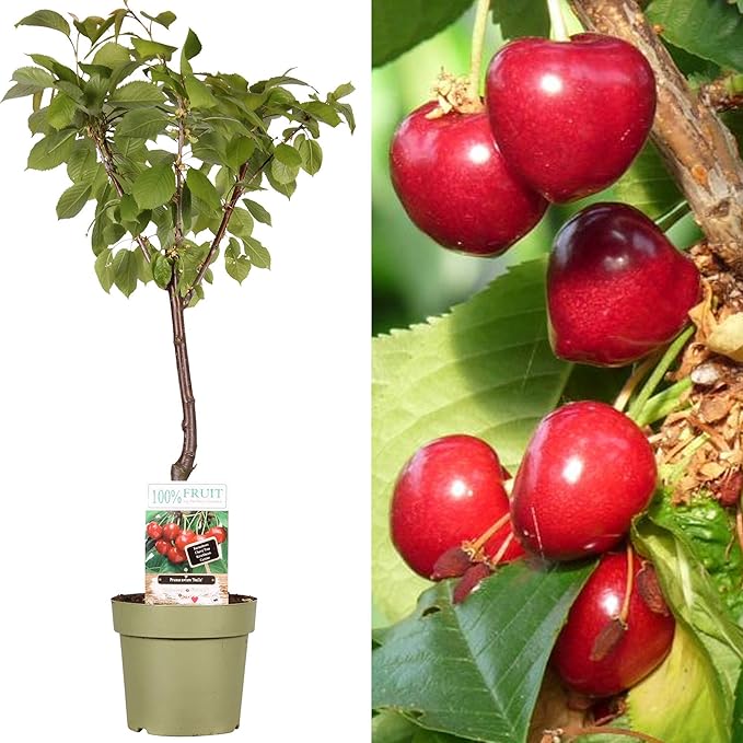 Patio Fruit Tree Collection Various Premium Grade Fruits Ideal for Small Gardens & Borders