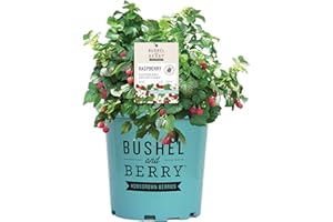 PREMIER PLANT SOLUTIONS Raspberry Shortcake Dwarf Thornless Bush - Compact Container-Friendly Raspberry Plant, 2 Gallon