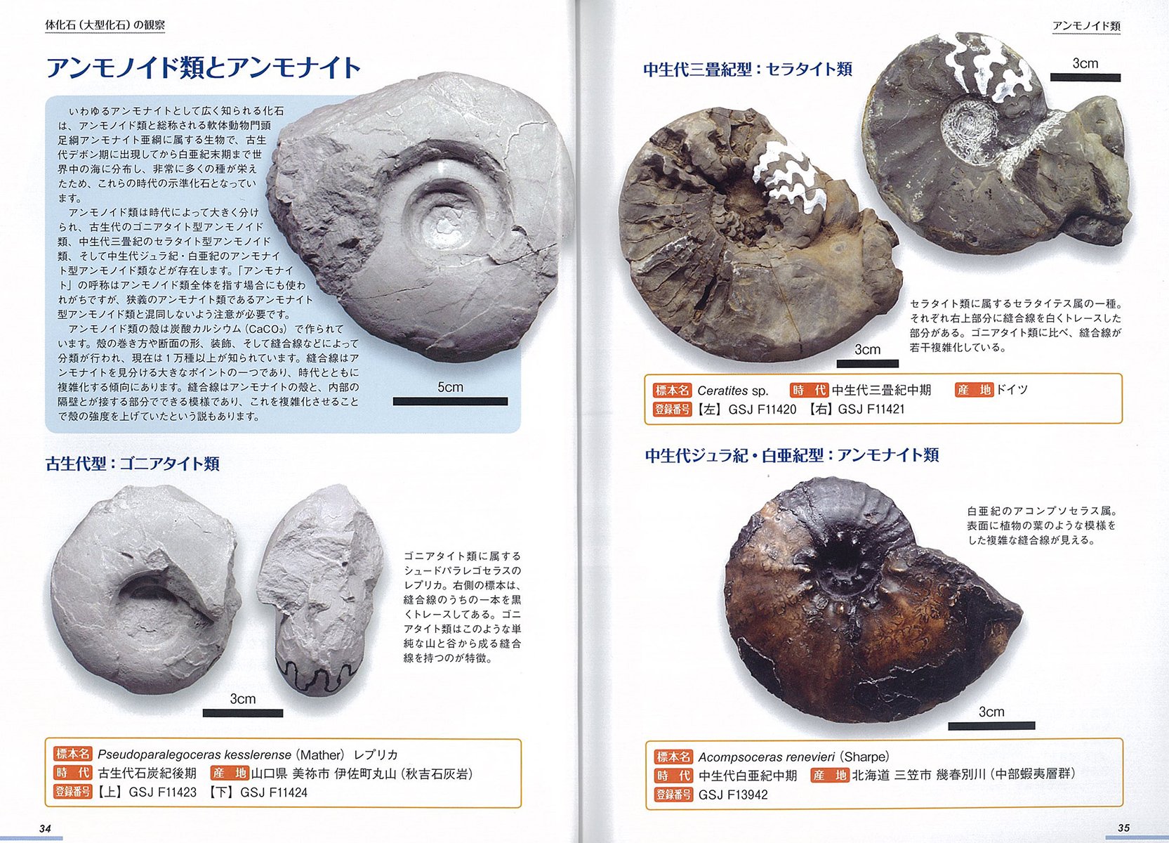 化石観察入門 様々な化石の特徴 発掘方法 新しい調べ方がわかる 芝原 暁彦 本 通販 Amazon
