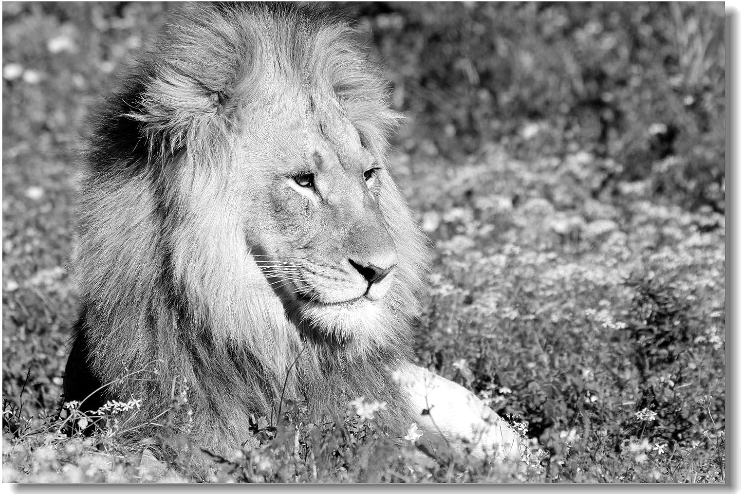 Amazon Com Poster A Dark Maned Sub Adult Male Lions Black And White Animal Fabric Prints For Room Wall x13inch 50x33cm 008 Posters Prints