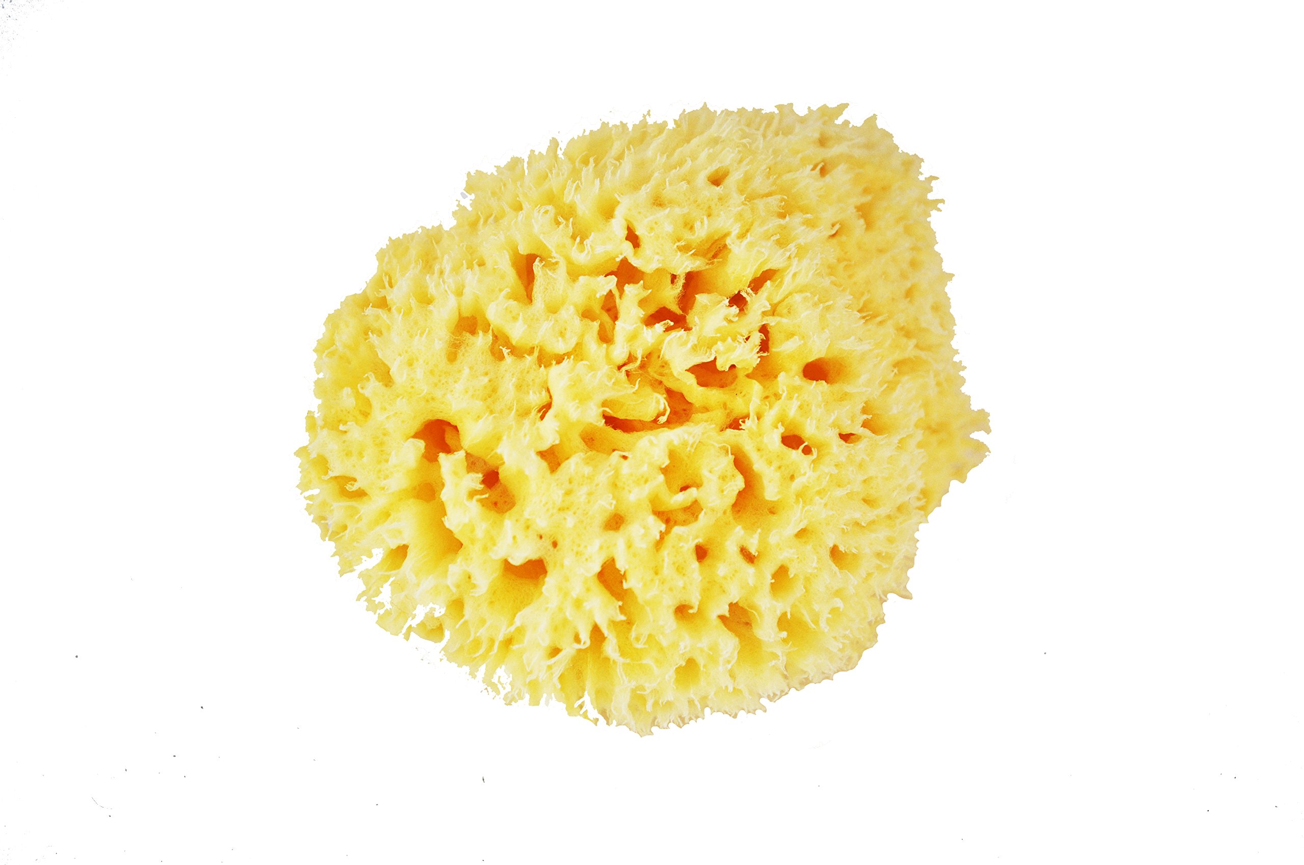 Honeycomb Natural Sea Sponge - Yellow - from Greece - 3 inches