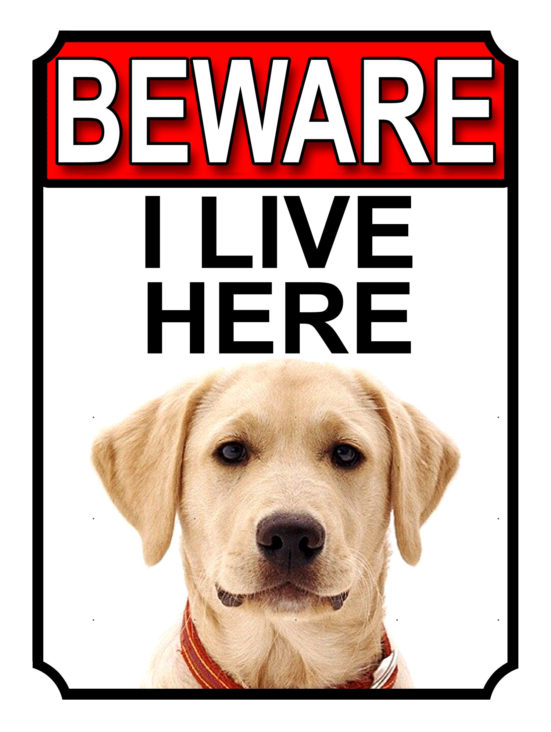SHAWPRINT BEWARE I LIVE HERE METAL GATE SIGN YELLOW LABRADOR 200MM X 10MM (1096H1)