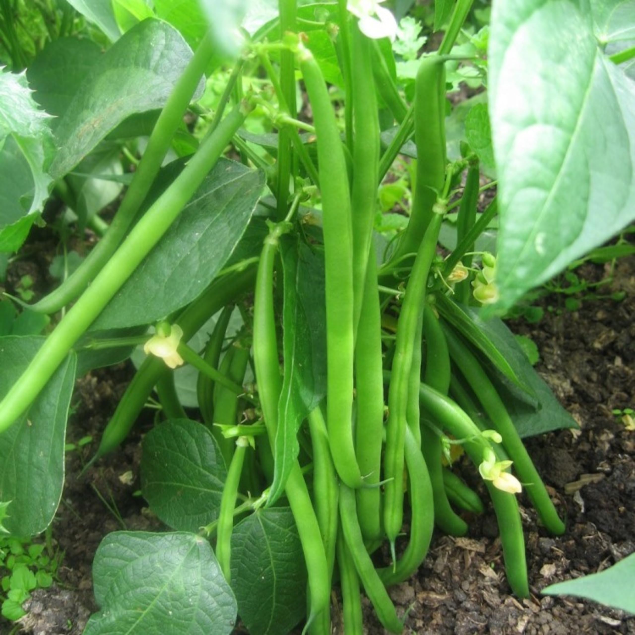 PREMIER SEEDS DIRECT - Dwarf Kenyan Bean - Ferrari - Approx 100 Seeds