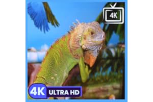 Sun Lizard - Tropical Nature Sounds