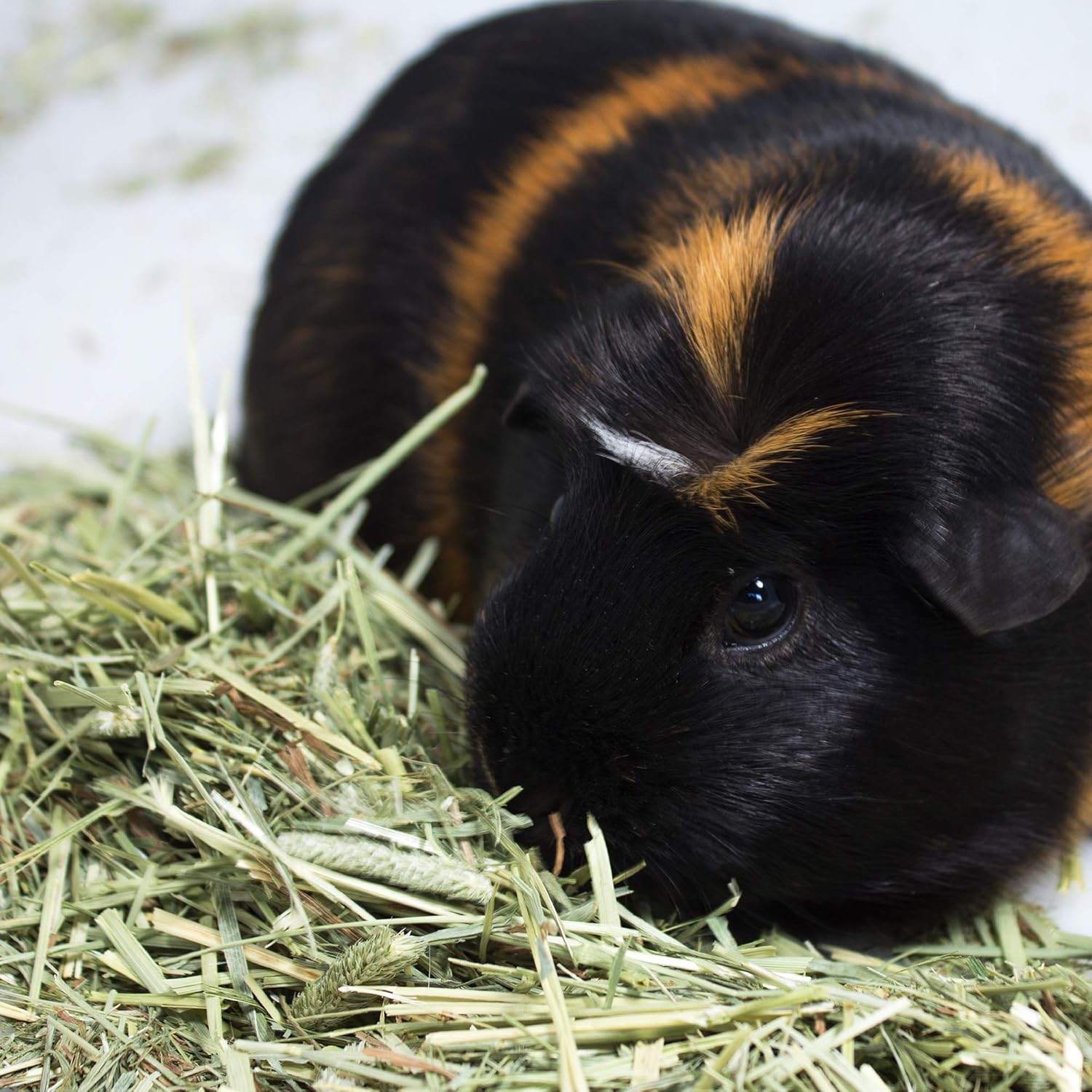 mushroom growing in guinea pig cage
