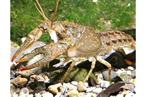BESTBAIT 25 Count Live Crayfish for Fishing, Aquariums, Ponds or Tanks. USA Raised. Live Arrival Guaranteed.