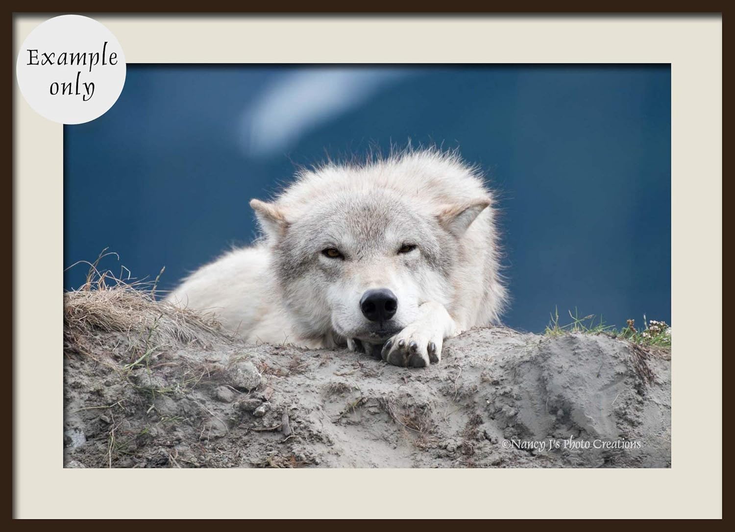 Download unmatted unframed Wolves Animal Yellowstone Nature Portrait Winter Snow Fine Art Photography ...